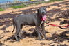 Pascal (Foster in PR)