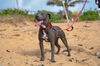 Pascal (Foster in PR)