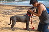 Pascal (Foster in PR)