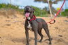 Pascal (Foster in PR)