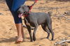 Pascal (Foster in PR)