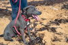 Pascal (Foster in PR)