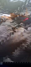 Pascal (Foster in PR)