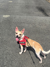 Bongo (Foster in PA)