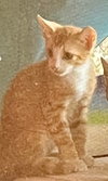 Tigger (Foster in PR)