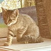 Robinette (Foster in PR)