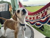 Jackson aka Bogey