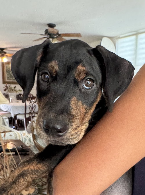 Chuck aka Dexter