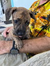 Lola