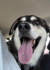 Lex (Foster in PA)