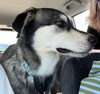 Lex (Foster in PA)