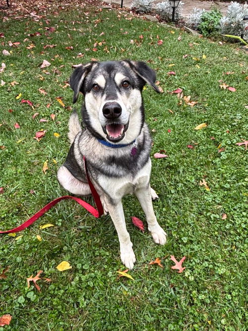 Lex (Foster in PA)