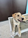Lexie (Foster in PA)