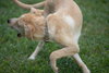 Lexie (Foster in PA)