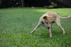 Lexie (Foster in PA)