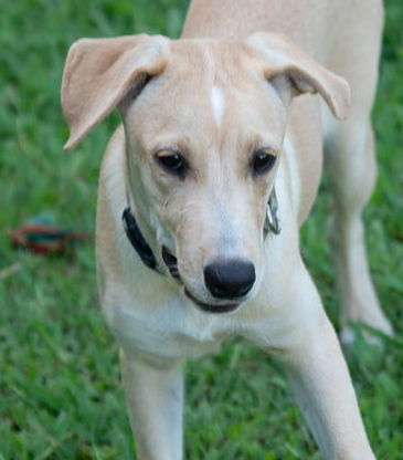 Lexie (Foster in PA)