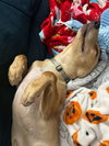 Leenie aka Nova