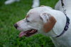 Stubby (Foster in PA)