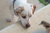 Stubby (Foster in PA)