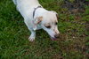 Stubby (Foster in PA)