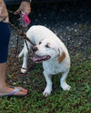 Stubby (Foster in PA)