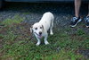 Stubby (Foster in PA)