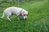 Stubby (Foster in PA)