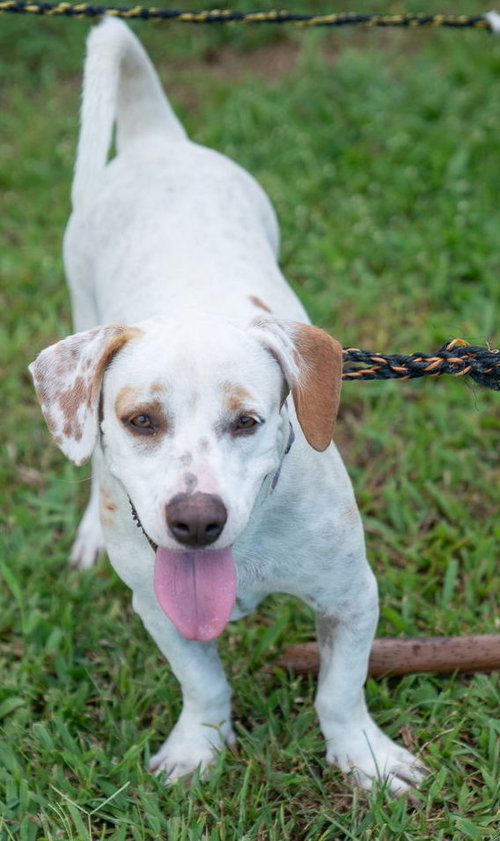 Stubby (Foster in PA)