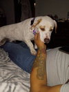 Stubby (Foster in PA)
