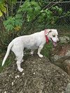 Stubby (Foster in PA)