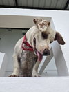 Stubby (Foster in PA)