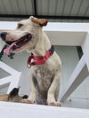 Stubby (Foster in PA)