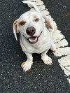 Stubby (Foster in PA)