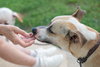 Salchicha aka Sali (Foster in PA)