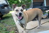 Salchicha aka Sali (Foster in PA)