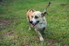 Salchicha aka Sali (Foster in PA)