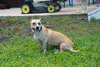 Salchicha aka Sali (Foster in PA)