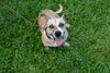 Salchicha aka Sali (Foster in PA)
