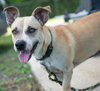 Salchicha aka Sali (Foster in PA)
