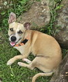 Salchicha aka Sali (Foster in PA)