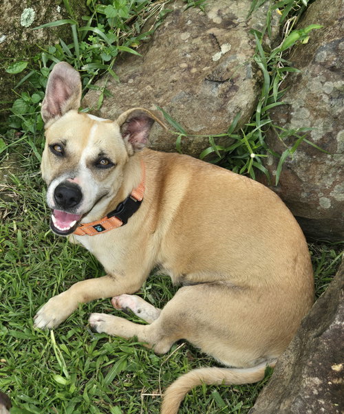 Salchicha aka Sali (Foster in PA)