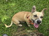 Salchicha aka Sali (Foster in PA)