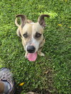 Salchicha aka Sali (Foster in PA)