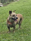 Salchicha aka Sali (Foster in PA)