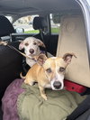 Salchicha aka Sali (Foster in PA)