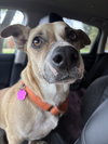 Salchicha aka Sali (Foster in PA)