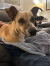 Salchicha aka Sali (Foster in PA)