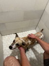 Salchicha aka Sali (Foster in PA)