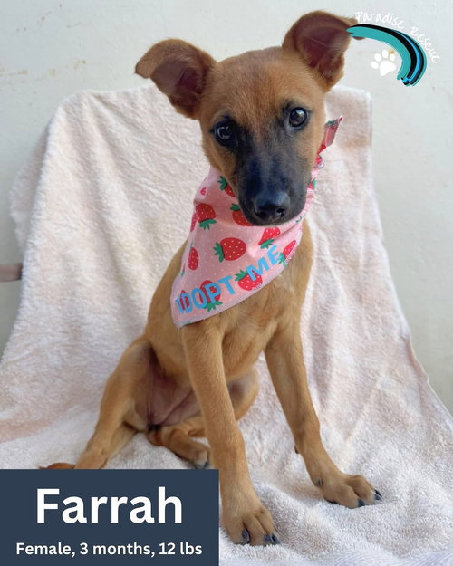 Ferrah