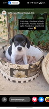 Snoopy